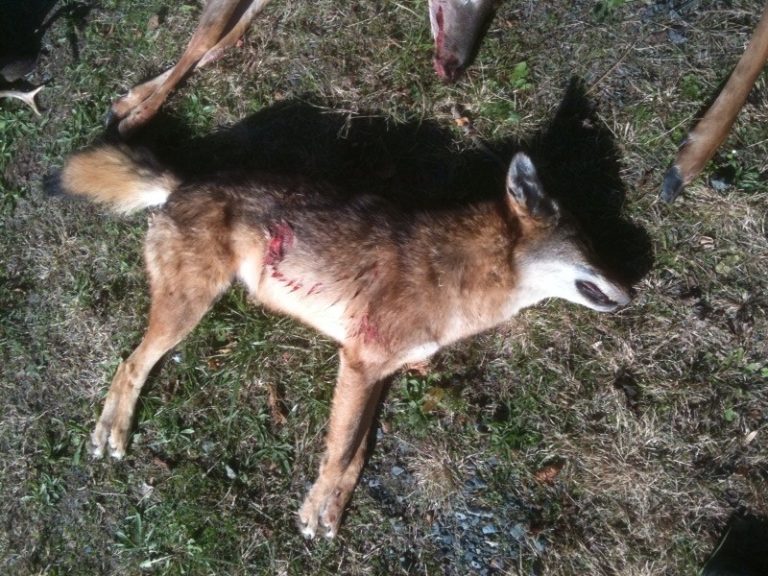 Coyote taken on a predator hunt