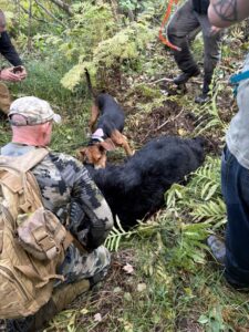 Bear hunters and hounds gathered around a black bear in the woods