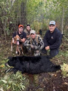 Bear hunting team with a black bear and a hound